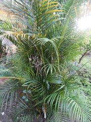 Dypsis