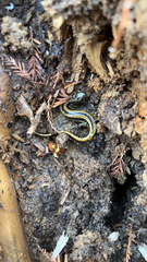 Eurycea guttolineata