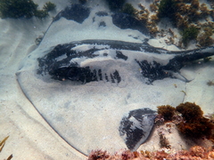 Bathytoshia brevicaudata