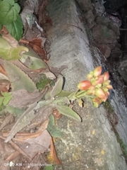 Kalanchoe laetivirens