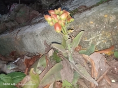 Kalanchoe laetivirens