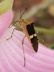 Hypselonotus lineatus