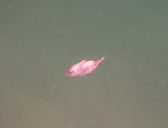 Pseudocaranx georgianus