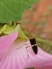 Hypselonotus lineatus