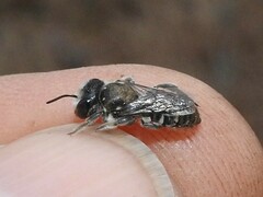 Megachilinae