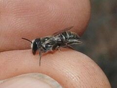 Megachilinae