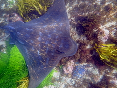 Myliobatis tenuicaudatus