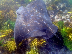 Myliobatis tenuicaudatus