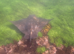 Myliobatis tenuicaudatus