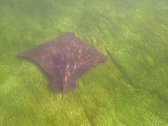 Myliobatis tenuicaudatus