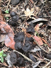 Collybiopsis villosipes