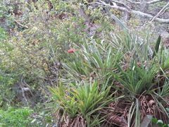 Aechmea distichantha