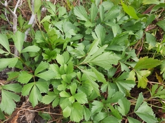 Ligusticum scothicum