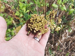 Ligusticum scothicum