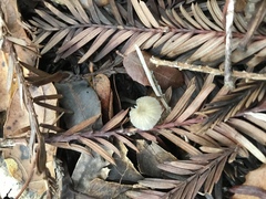 Marasmius calhouniae