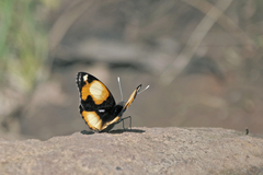 Junonia hierta cebrene