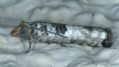 Spilonota constrictana