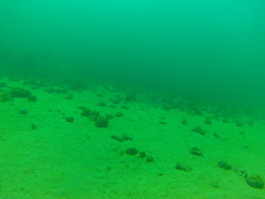 Halichoeres notospilus