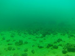 Prionurus laticlavius