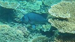 Plectorhinchus gibbosus