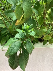 Eranthemum
