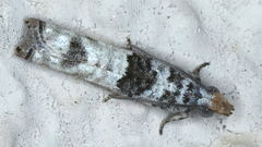 Spilonota constrictana