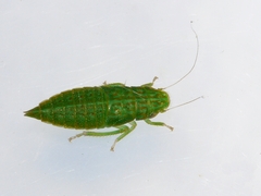 Rugosana