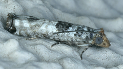 Spilonota constrictana
