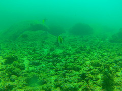 Holacanthus passer