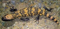 Heloderma suspectum