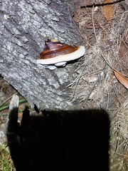 Ganoderma