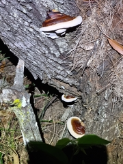 Ganoderma