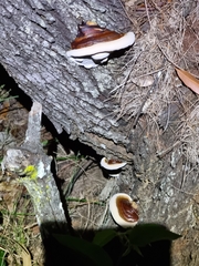 Ganoderma