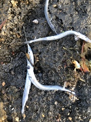 Tylosurus crocodilus