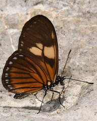 Eueides vibilia