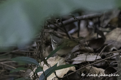 Phylloscopus tenellipes