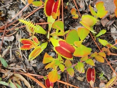 Dionaea muscipula