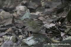 Phylloscopus tenellipes