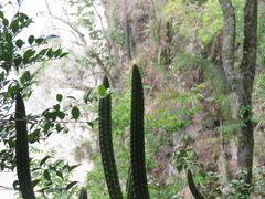 Praecereus euchlorus