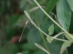 Lestes ochraceus