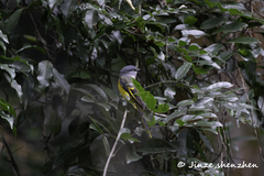 Pericrocotus solaris