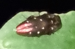 Diphucrania