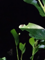 Diphucrania