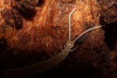 Symphyla