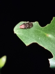 Diphucrania