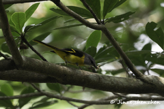 Pericrocotus solaris