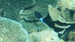 Acanthochromis polyacanthus