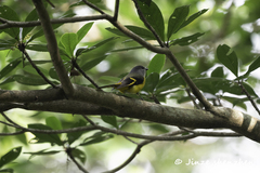 Pericrocotus solaris