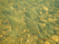 Sternotherus carinatus