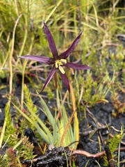 Isophysis tasmanica